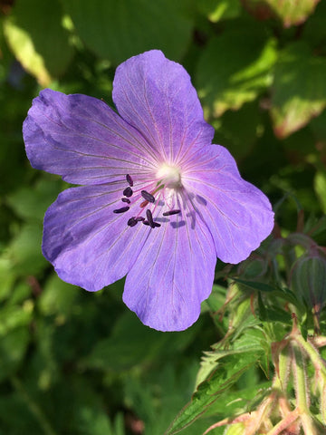 Heirloom Geraniaceae Flower Seeds, Non-GMO Colorful Garden Blooms for Decorative Planting