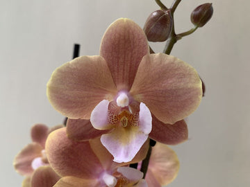 CreamPhalaenopsis Orchid Seeds for Planting - NON GMO Seeds for Home Garden