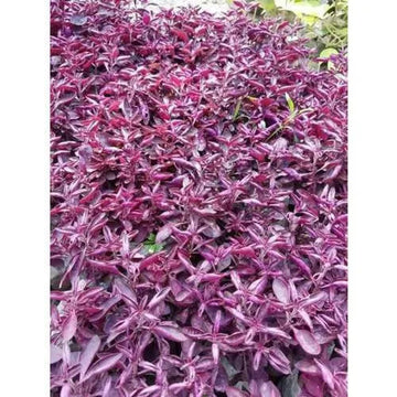 Purple Iresine Planting Seeds for Garden NON GMO Seeds