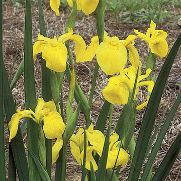 Flag Flower Seeds for Planting - NON GMO Seeds