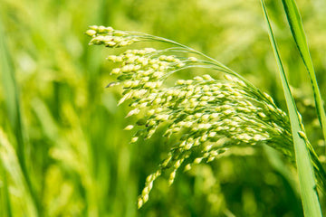 White Proso Millet Seeds for Planting - NON GMO Seeds