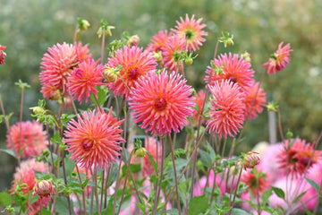 Beautiful large semi cactus Dahlia Flower Seeds for Planting – Non-GMO, Heirloom Garden Seeds