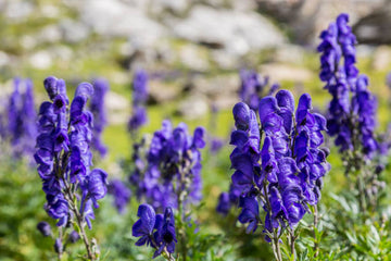 Wolfsbane Flower Seeds for Planting, Fresh-NON GMO Seeds