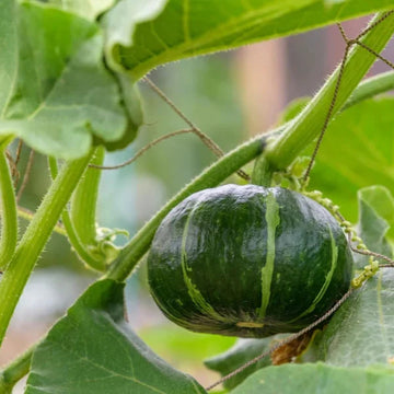 Japanese Green Pumpkin Fruit Seeds