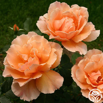 Orange Joey Hybrid Tea Rose Plant Seeds - Non-GMO Heirloom Garden Seeds for Planting