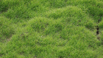 Award Kentucky Bluegrass Seed