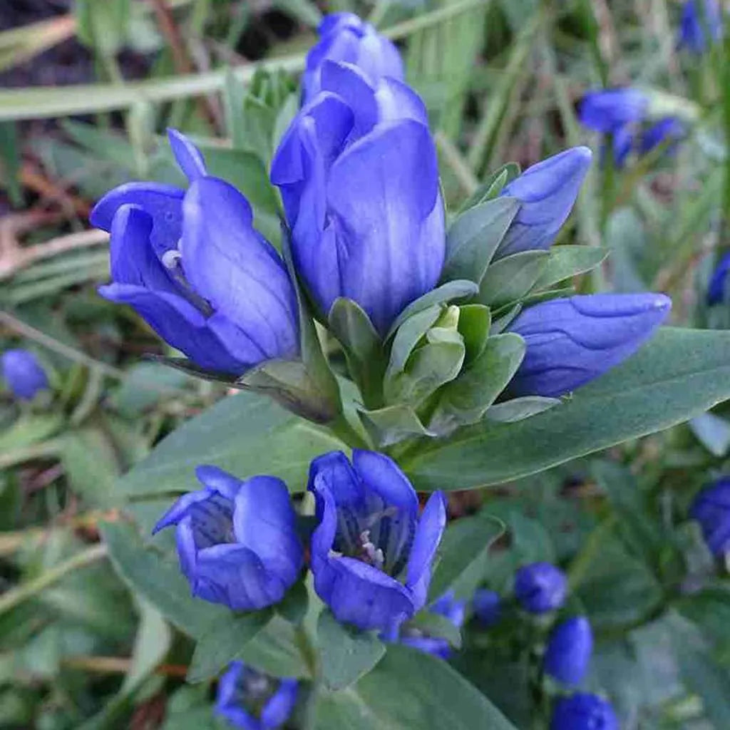 Heirloom Non-GMO Blue Gentiana Sceptrum Flower Seeds for Alpine Garden Beds and Vibrant Outdoor Planting for planting in home garden