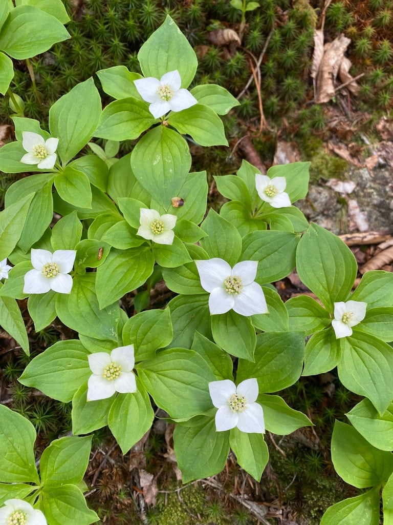 Heirloom Bunchberry Flower Seeds, Non-GMO Groundcover Blooms for Woodland Garden Planting for planting in home garden