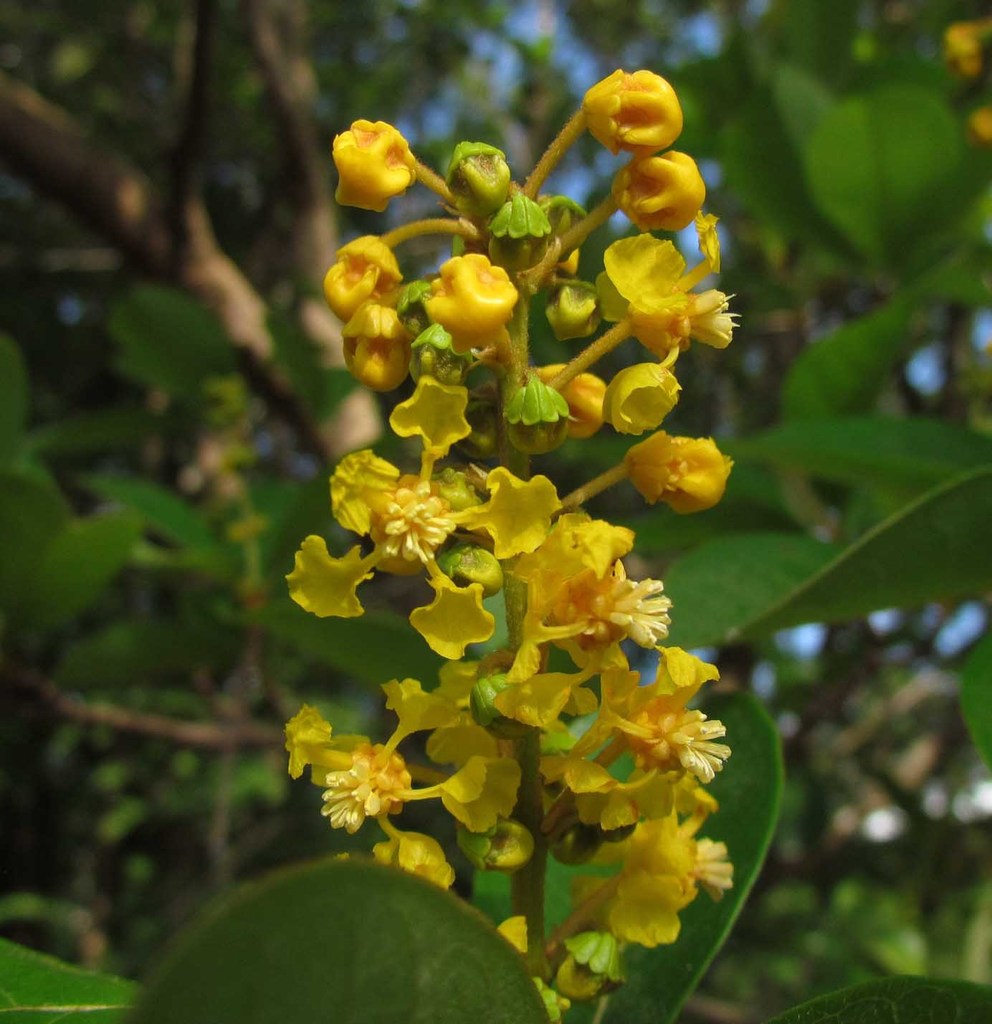 Byrsonima Crassifolia Flower Seeds – Heirloom Non-GMO Seeds for Garden Planting - Crassifolia for planting in home garden