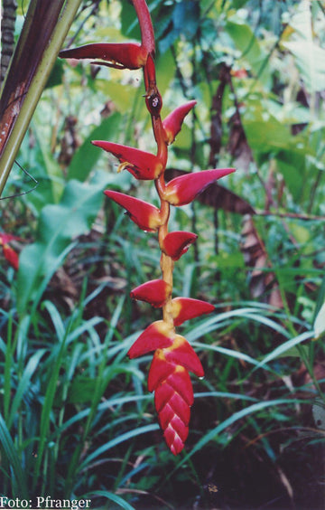 Heliconia Pogonantha Plant Seeds for Planting, NON GMO Seeds