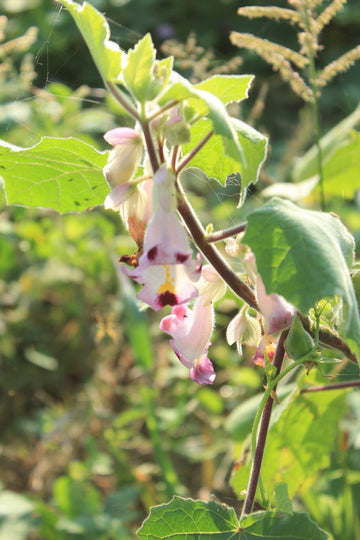 Pink Martynia Plant Seeds for Planting - 100 pcs