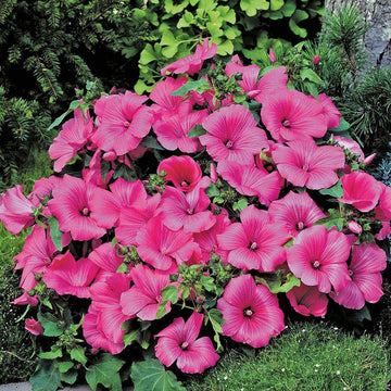 Organic Heirloom Non-GMO Lavatera Seeds for Planting – Fresh Vibrant Garden Blooms