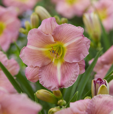 Heirloom Daylily Reblooming Flower Seeds for Planting, Non-GMO