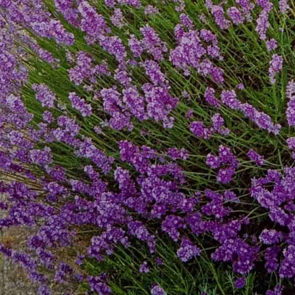 Lavanda Flower Seeds for Planting - NON GMO Seeds seeds for planting in home garden