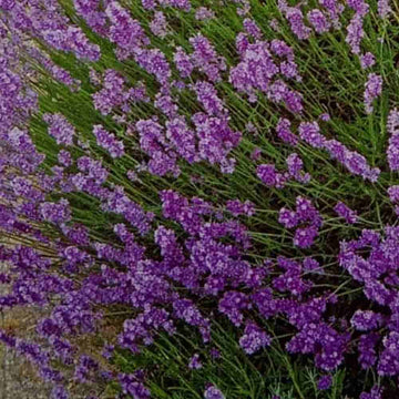 Lavanda Flower Seeds for Planting - NON GMO Seeds