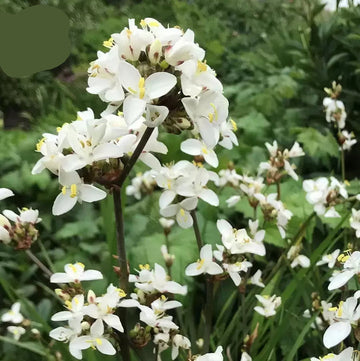 Organic White Libertia Flower Seeds for Planting – Heirloom, Non-GMO