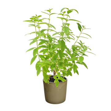 Green Citriodora Plant Seeds - Lemon-Scented Plant Seeds - Heirloom & Non-GMO Seeds for planting – Fresh Herb for Your Garden