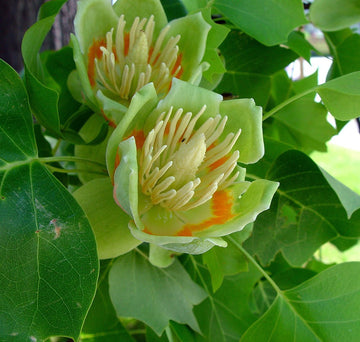 Liriodendron Tulipifera Flower Seeds for Planting – Non-GMO, Heirloom, Fast-Growing Trees