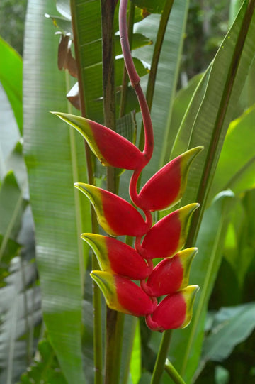 Heirloom Heliconia Harlingii Flower Seeds – Non-GMO Seeds for Tropical Garden Planting