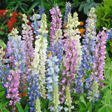 Hartwegii Mix Lupine Flower Seeds for Planting – Vibrant Colors, Heirloom Garden Seeds