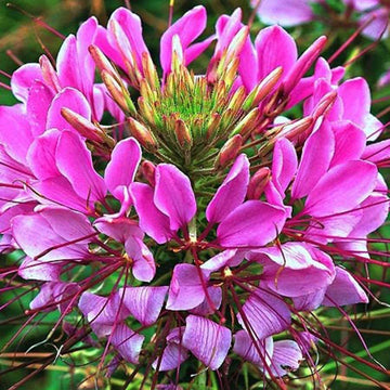 Pink Spiny Spiderflower Seeds for Planting, NON GMO Seeds