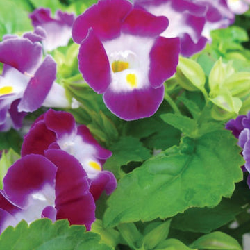 Violet Torenia Kauai Flower Seeds for Unique Gardens - 100 Pcs pcs