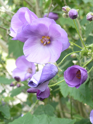 Violet Abutilon Flower Seeds for Planting â€“ NON GMO Seeds