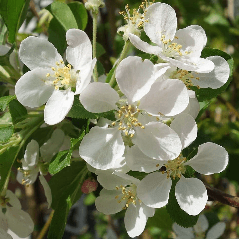 Heirloom Malus Flower Seeds, Non-GMO Ornamental Blooms for Garden Planting for planting in home garden