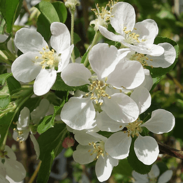 Heirloom Malus Flower Seeds, Non-GMO Ornamental Blooms for Garden Planting