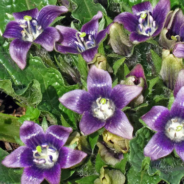 Black Mandrake Mandragora Autumnalis Planting Seeds - Non-GMO, Heirloom