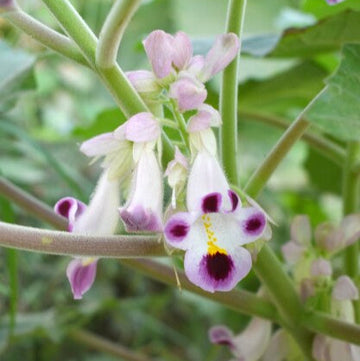 Tiger Claw Purple White Seeds for Planting – Organic, Heirloom, Non-GMO Flower Seeds