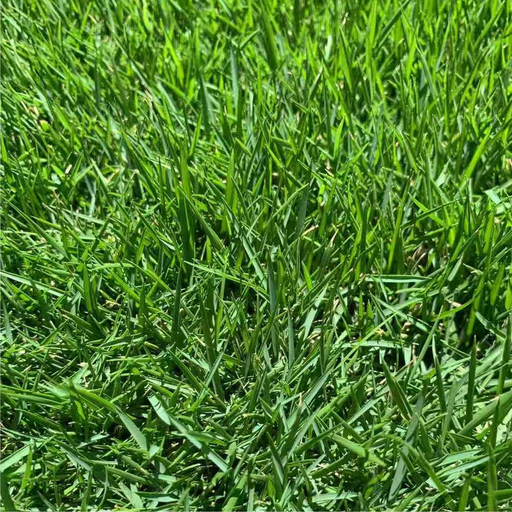 Zoysia Matrella Grass Seed