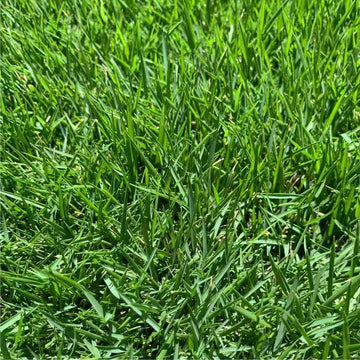 Zoysia Matrella Grass Seed