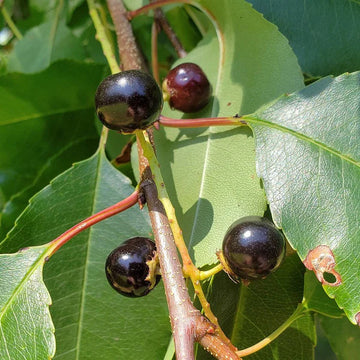 Black Cherry Fruit Seeds