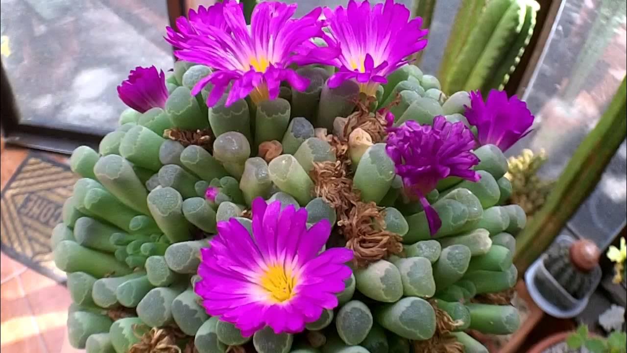 Heirloom Non-GMO Succulent Flower Seeds for Planting – Drought-Tolerant Decorative Indoor Blooms - Non-GMO for planting in home garden