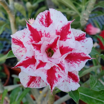 Pink White Adenium Obesum Flower Seeds for Planting - NON GMO Seeds