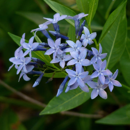 Heirloom Amsonia Flower Seeds, Non-GMO Blue Star Blooms for Low-Maintenance Garden Planting for planting in home garden