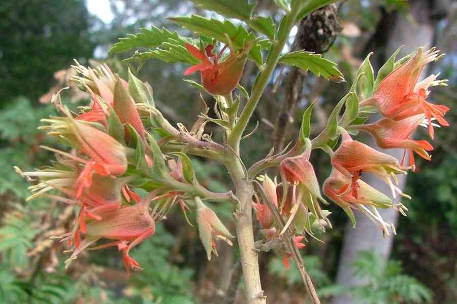 Melianthus Comosus Flower Seeds for Planting - Comosus for planting in home garden