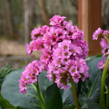 Organic Pink Bergenia Flower Seeds for Planting – Heirloom, Non-GMO