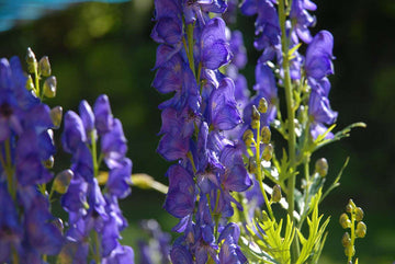 Blue Aconitum Flower Seeds for Planting - 100 pcs