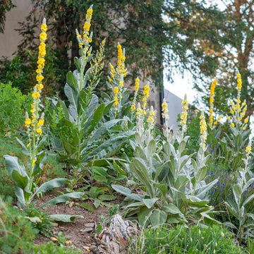 Great Mullein Herb Seeds