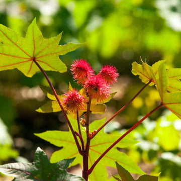 Castor Bean Plant Seeds for Planting – Non-GMO, Heirloom Seeds for Garden