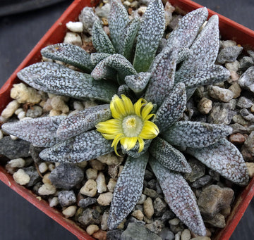 Green Nananthus Margaritiferus Plant Seeds for Planting - 100 pcs