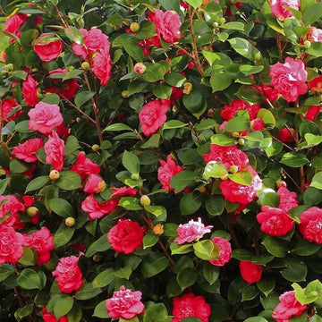 Camellia Burgundy Flower Seeds for Planting - 100 pcs
