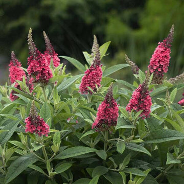 Red Buddleia Davidii Seeds for Planting – Attract Pollinators, Non-GMO