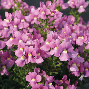 Nemesia Flower Seeds for Planting, Pink Poetry Blooms, 100 pcs