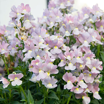 Nemesia Flower Seeds for Planting, Pink Poetry Blooms, 100 pcs