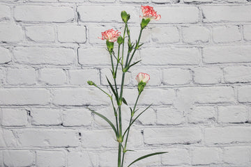 White Red Carnation Flower Seeds – Heirloom, Non-GMO, Striking Blooms for Garden Planting