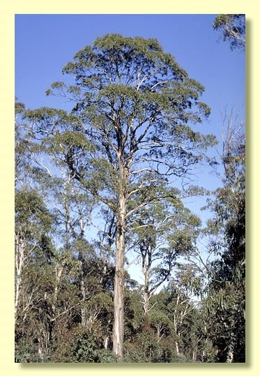 Eucalyptus Nitens Tree Seeds - Eucalyptus Tree Seeds-Heirloom & Non-GMO Seeds for planting Scientific Name Placeholder for planting in home garden