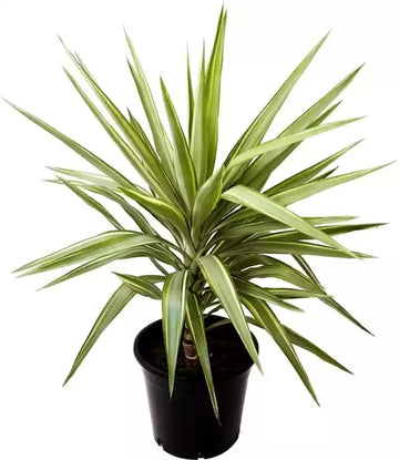 Green Dracaena Palm Plant Seeds for Garden - NON GMO Seeds